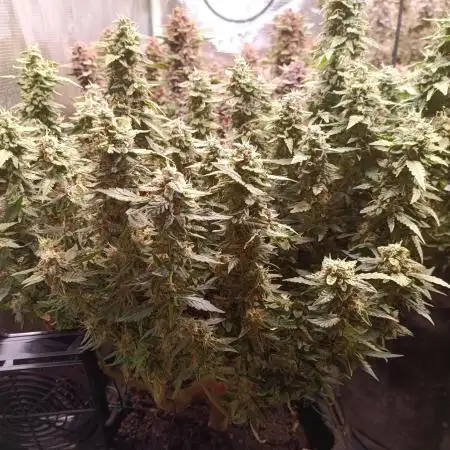 Dankberry Auto-Deep Pots, Full Potential