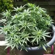 Dankberry the Second Outdoor-Queen