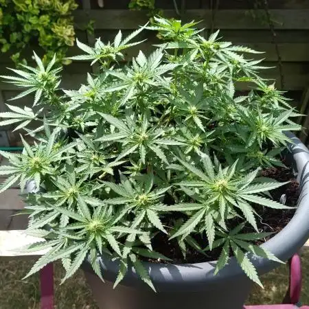 Dankberry the Second Outdoor-Queen