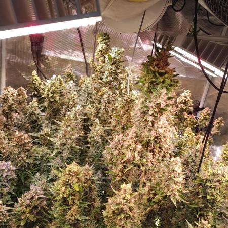 Fat Bastard Auto + Weding Cake Auto+RBB