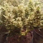 Dankberry Auto-Deep Pots, Full Potential