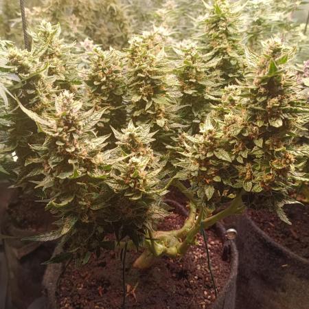 Dankberry Auto-Deep Pots, Full Potential