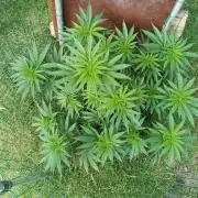 Fat-Bastard Outdoor 🥦👨‍🌾🐝