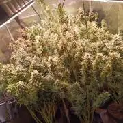 Fat Bastard Auto + Weding Cake Auto+RBB