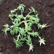 Dankberry the Second Outdoor-Queen