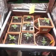 Growbox