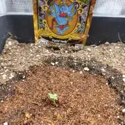 Maryjane seeds