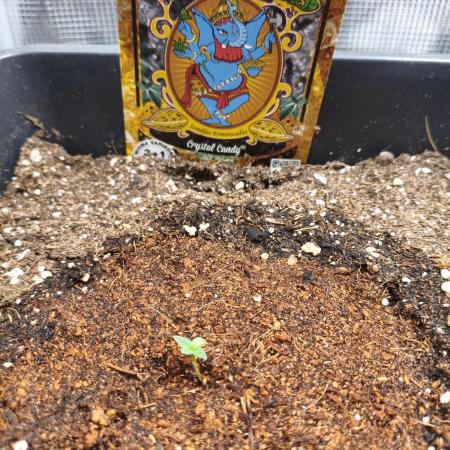 Maryjane seeds