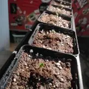 Growbox
