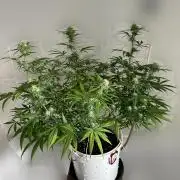 RQS Royal Dwarf Auto (1st grow)