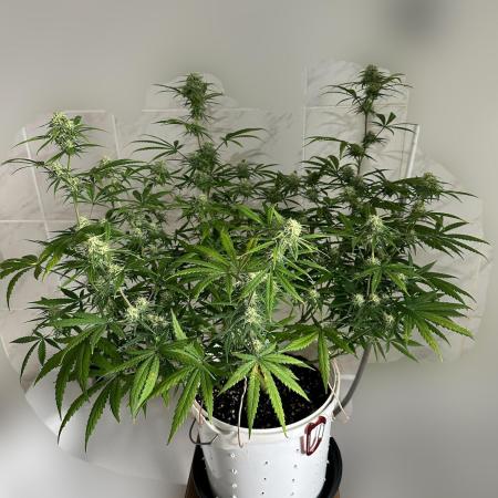 RQS Royal Dwarf Auto (1st grow)