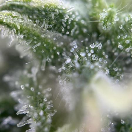 RQS Northern Light Auto (with LST)