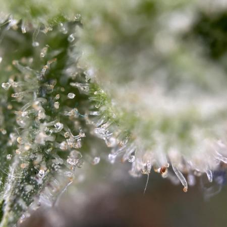 RQS Special Queen 1 Auto (no LST)