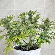 RQS Northern Light Auto (with LST)