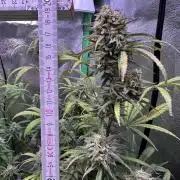 RQS Royal Dwarf Auto (1st grow)