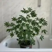 RQS Special Queen 1 Auto (no LST)