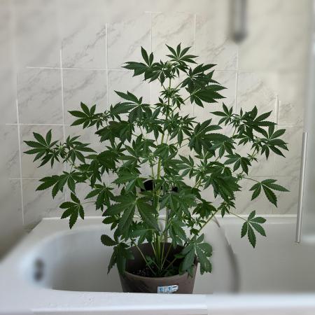 RQS Special Queen 1 Auto (no LST)