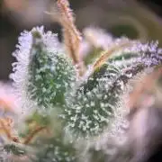 RQS Northern Light Auto (with LST)