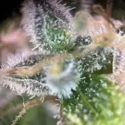 RQS Northern Light Auto (with LST)