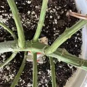 RQS Northern Light Auto (with LST)