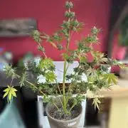RQS Special Queen 1 Auto (no LST)
