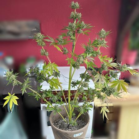 RQS Special Queen 1 Auto (no LST)