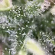 RQS Northern Light Auto (with LST)