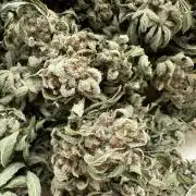 RQS Special Queen 1 Auto (no LST)