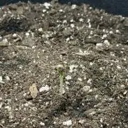 Green-Crack