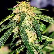 My first grow (two out of three died).