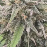 Cheese und northern lights