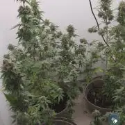 Cheese und northern lights