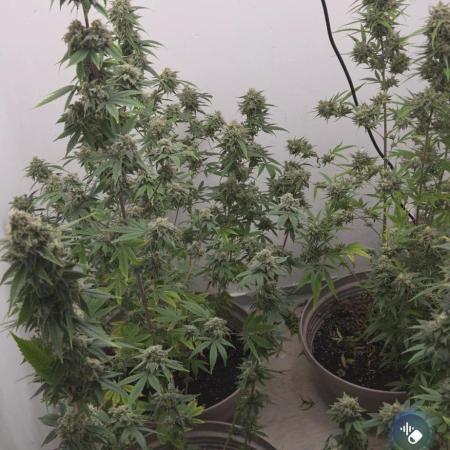 Cheese und northern lights