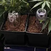 Special Kush#1 & Cherry Fritter Indoor