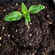 The Purge by Sanya Sativa Seeds