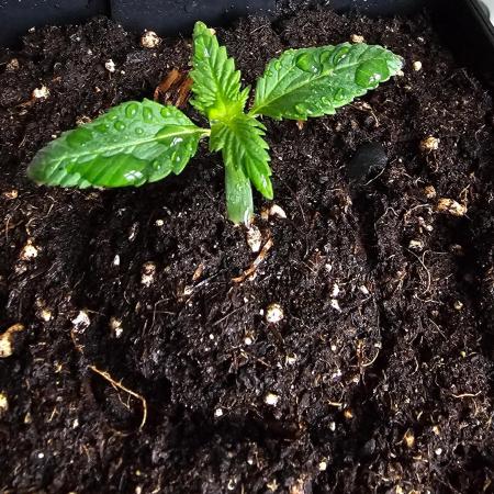 The Purge by Sanya Sativa Seeds