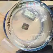 The Purge by Sanya Sativa Seeds