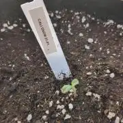 Californian Snow Auto