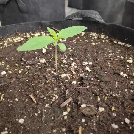 Tropicana Cookies Auto