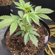 Gelato Auto