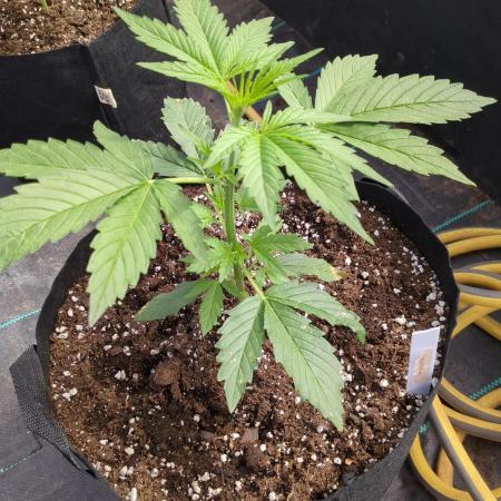Gelato Auto