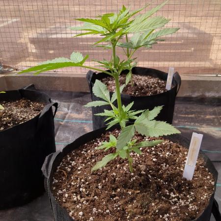 Tropicana Cookies Auto