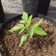 Californian Snow Auto