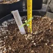 Californian Snow Auto