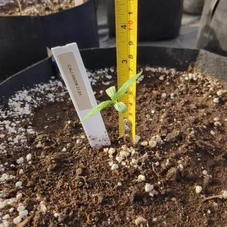 Californian Snow Auto