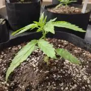 Afghan Kush Auto