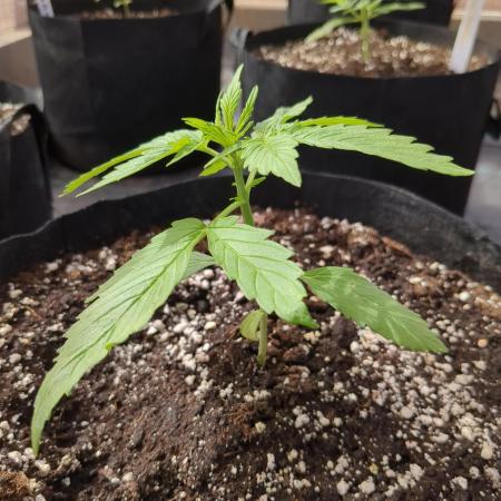 Afghan Kush Auto