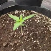 Californian Snow Auto