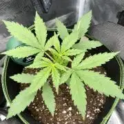 Lemon Haze Auto - First Grow