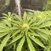 Lemon Haze Auto - First Grow
